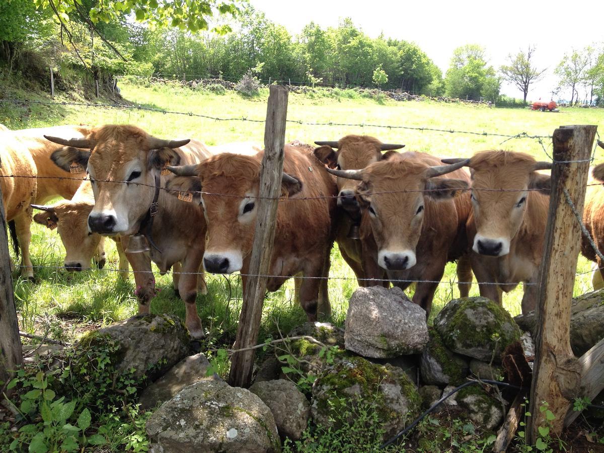 Le Clos De Banes Argences-en-Aubrac Luaran gambar